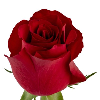 Rosa roja